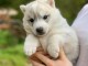 b&eacute;b&eacute; chiot husky 3 mois 
