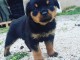 b&eacute;b&eacute; chiot rottweiler 3  mois