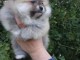 b&eacute;b&eacute; chiot spitz nain pomeranien