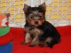 b&eacute;b&eacute; chiot yorkshire 3 mois 