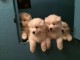 Magnifique chiots samoy&egrave;de