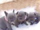   Chiots bouledogues fran&ccedil;ais disponibles