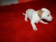 chiots jack russell disponible contre bon soin