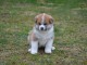 A donner Chiots de race Akita inu