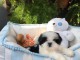 Deux chiots shih tzu m&acirc;le et femelle a donner