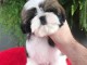 Deux chiots shih tzu m&acirc;le et femelle a donner