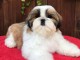 Deux chiots shih tzu m&acirc;le et femelle a donner