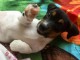 Deux adorables chiots jack russell disponible