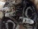 Chatons gris tigr&eacute; &agrave; adopter