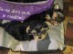 Deux chiots yorkie tasse de th&eacute;. 3 mois