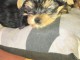Deux chiots yorkie tasse de th&eacute;. 3 mois