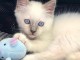 Deux chatons sacr&eacute; de Birmanie m&acirc;le et femelle a donner