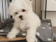 Deux chiots bichon maltais m&acirc;le et femelle a donner