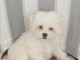 Deux chiots bichon maltais m&acirc;le et femelle a donner