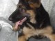 Chiots Berger Allemand LOF DISPONIBLE 