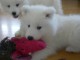 Disponibles Chiots Samoy&egrave;de juste pour vous