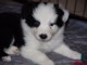 Chiot Type Border collie Femelle &agrave; donner