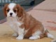 Adorable chiot cavalier king charles &agrave; DONNER