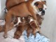 adorable chiot de race bull dog anglais 