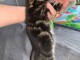 Jolie portees chatons bengals disponible