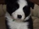Chiot Type Border collie Femelle &Atilde;  donner