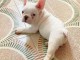 chiots Bouledogue Fran&ccedil;ais