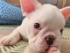 chiots Bouledogue Fran&ccedil;ais