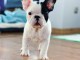 chiots Bouledogue Fran&ccedil;ais