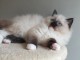 Magnifiques chatons Ragdoll