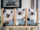 Jolie Port&eacute;e de 4 Chatons Sacr&eacute; de Birmanie LOOF,