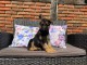   chiots berger allemand &agrave; donner