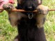   chiots berger allemand &agrave; donner