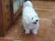 Chiots Samoy&egrave;de disponible