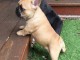 Chiots Bouledogue Anglais disponible