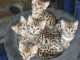 chatons bengal non LOOF a r&eacute;server