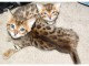 chatons bengal non LOOF a r&eacute;server