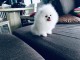 Bonjour a vous ,  Chiots de race Spitz nain  m&acirc;les et femelles 