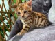 chatons bengal non LOOF a r&eacute;server