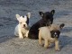 chiots Bouledogue Fran&ccedil;ais