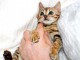 Chaton du Bengale &agrave; aimer