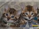Chaton du Bengale &agrave; aimer