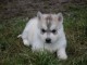 Magnifique Chiots husky sib&eacute;rien &agrave; donner