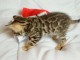 Chaton du Bengale &agrave; aimer