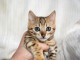 Chaton du Bengale &agrave; aimer