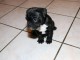A donner chiots bouledogue fran&ccedil;ais