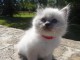 Tr&egrave;s beau chatons de race Sacr&eacute; de Birmanie