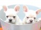 magnifiques Chiots Bouledogue Fran&ccedil;ais