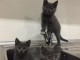 2 b&eacute;b&eacute;s chartreux  &agrave; adopter
