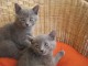 Deux superbes chatons chartreux gris &agrave; adopter