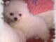 Chiot de race Spitz Allemand Femelle &agrave; donner
